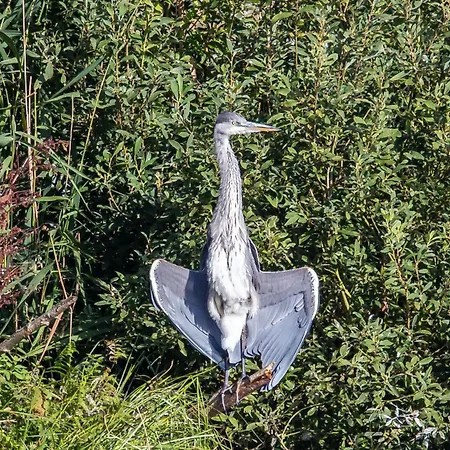 Maribell Apartment *